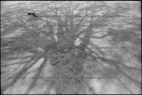 crow-and-trees-shadow.jpg