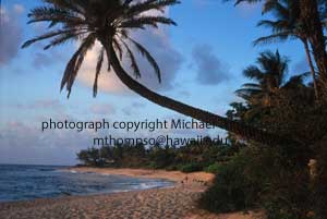 palm-tree-hangs-over-beach.jpg