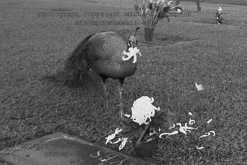 peacock-eats-graves-flowers.jpg