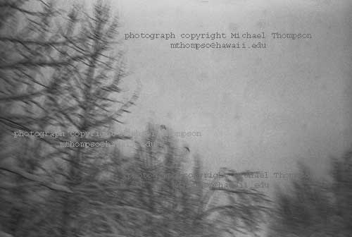 snow-forest-blur.jpg